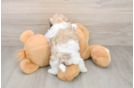Happy Teddy Bear Baby