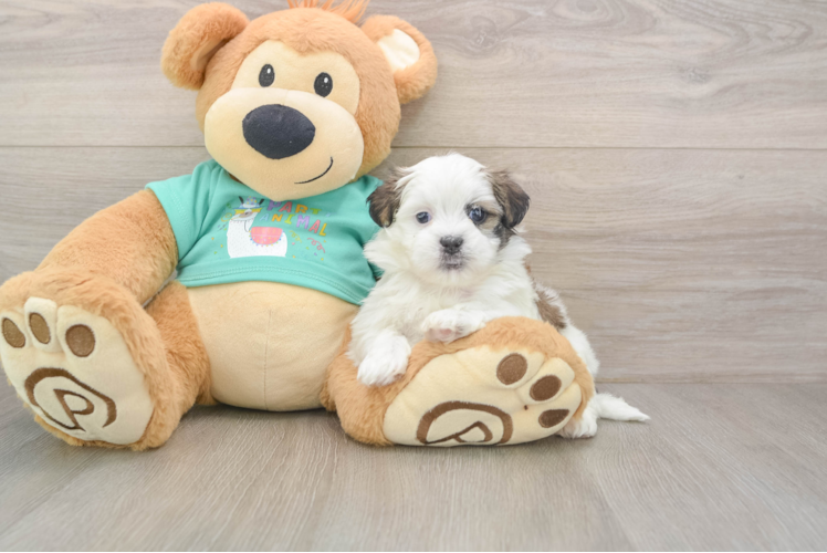 Teddy Bear Puppy for Adoption