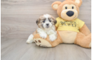 Playful Shitzu Designer Puppy