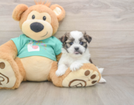 6 week old Teddy Bear Puppy For Sale - Pilesgrove Pups