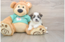 Teddy Bear Puppy for Adoption