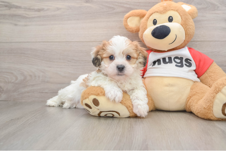 Teddy Bear Puppy for Adoption