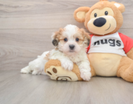 5 week old Teddy Bear Puppy For Sale - Pilesgrove Pups