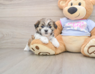 7 week old Teddy Bear Puppy For Sale - Pilesgrove Pups