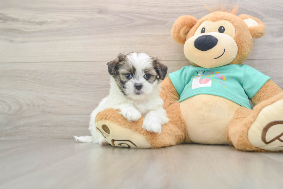 Playful Shit Designer Puppy