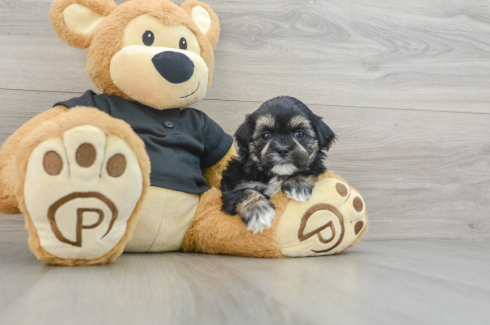 5 week old Teddy Bear Puppy For Sale - Pilesgrove Pups