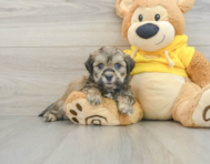 8 week old Teddy Bear Puppy For Sale - Pilesgrove Pups