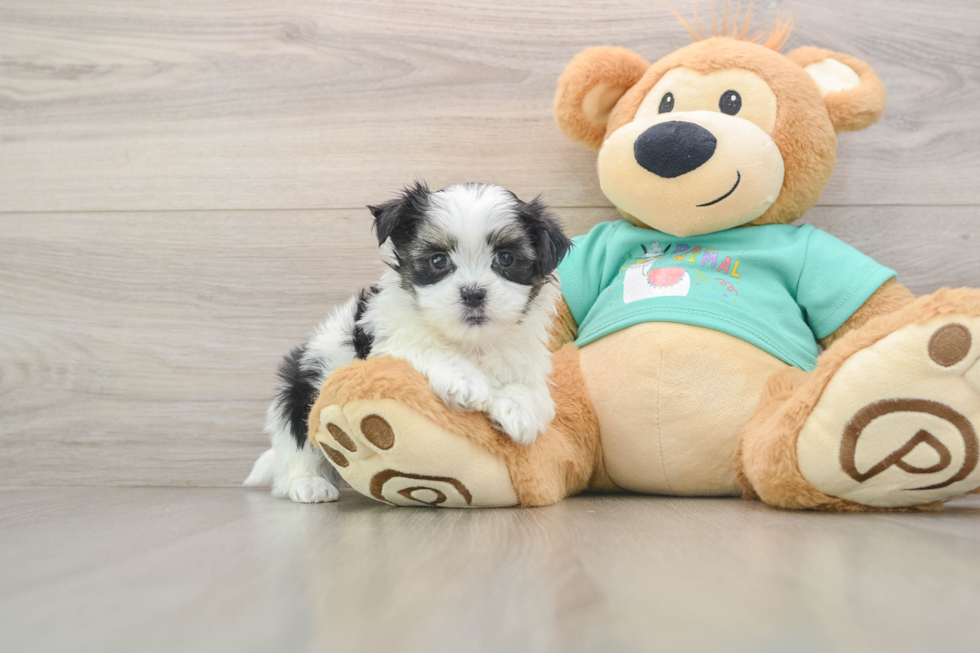 Sweet Teddy Bear Baby