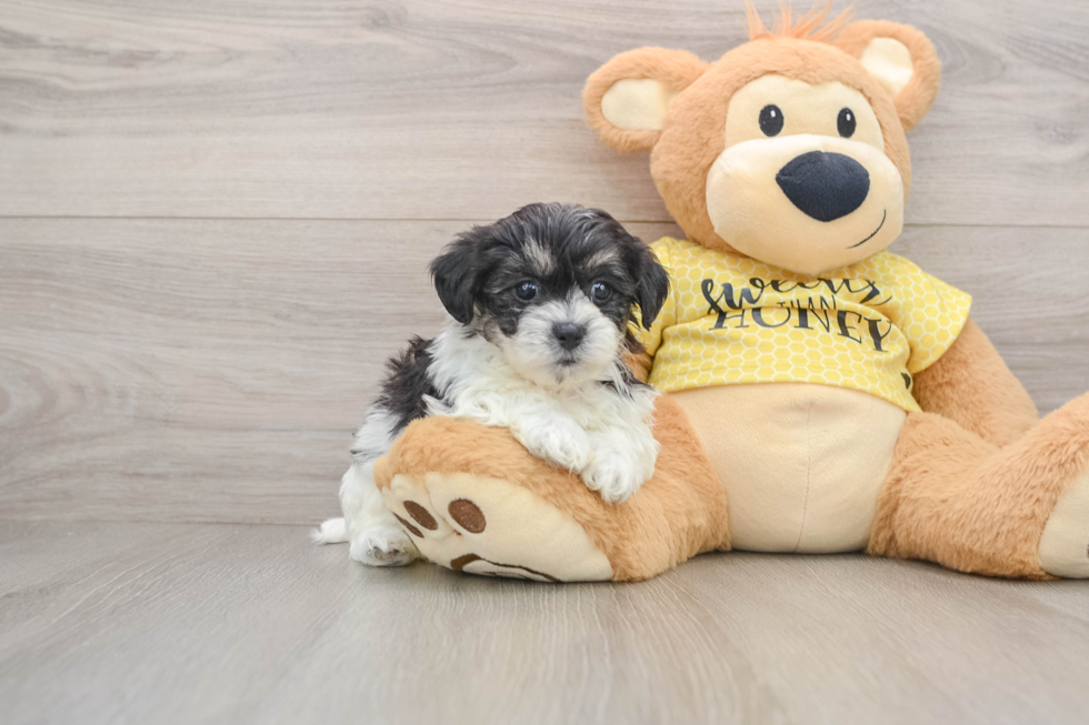 Teddy Bear Puppy for Adoption