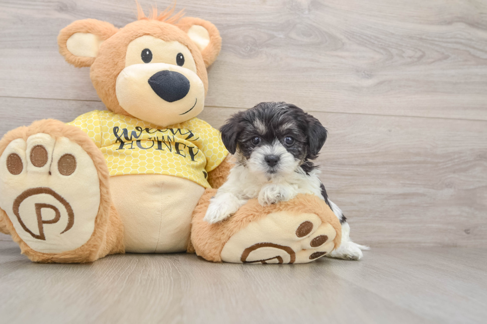 Friendly Teddy Bear Baby