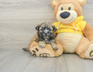 8 week old Teddy Bear Puppy For Sale - Pilesgrove Pups