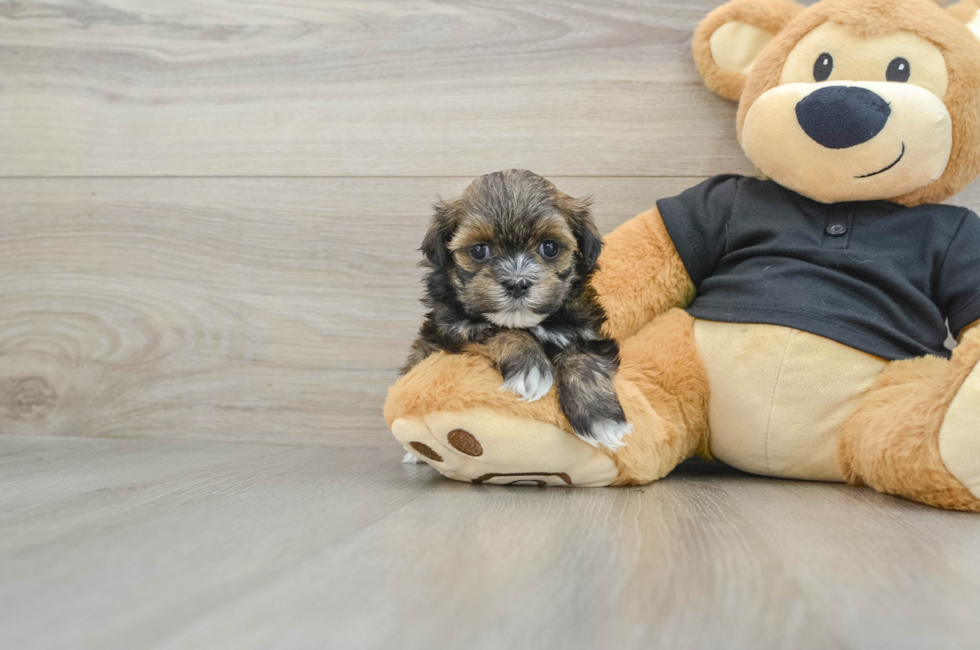 5 week old Teddy Bear Puppy For Sale - Pilesgrove Pups