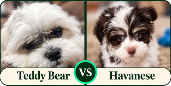 Teddy Bear vs Havanese Comparison