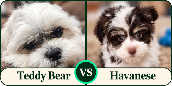 Teddy Bear vs Havanese: Which Is Right for You?