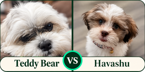 Teddy Bear vs Havashu Comparison