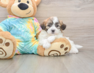 7 week old Teddy Bear Puppy For Sale - Pilesgrove Pups