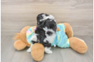 Teddy Bear Puppy for Adoption