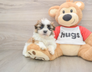 5 week old Teddy Bear Puppy For Sale - Pilesgrove Pups