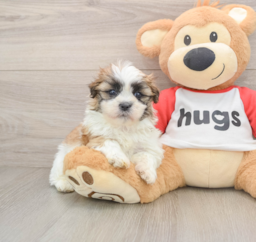 6 week old Teddy Bear Puppy For Sale - Pilesgrove Pups