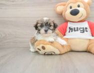 6 week old Teddy Bear Puppy For Sale - Pilesgrove Pups
