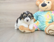 7 week old Teddy Bear Puppy For Sale - Pilesgrove Pups