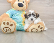 7 week old Teddy Bear Puppy For Sale - Pilesgrove Pups
