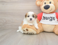 6 week old Teddy Bear Puppy For Sale - Pilesgrove Pups