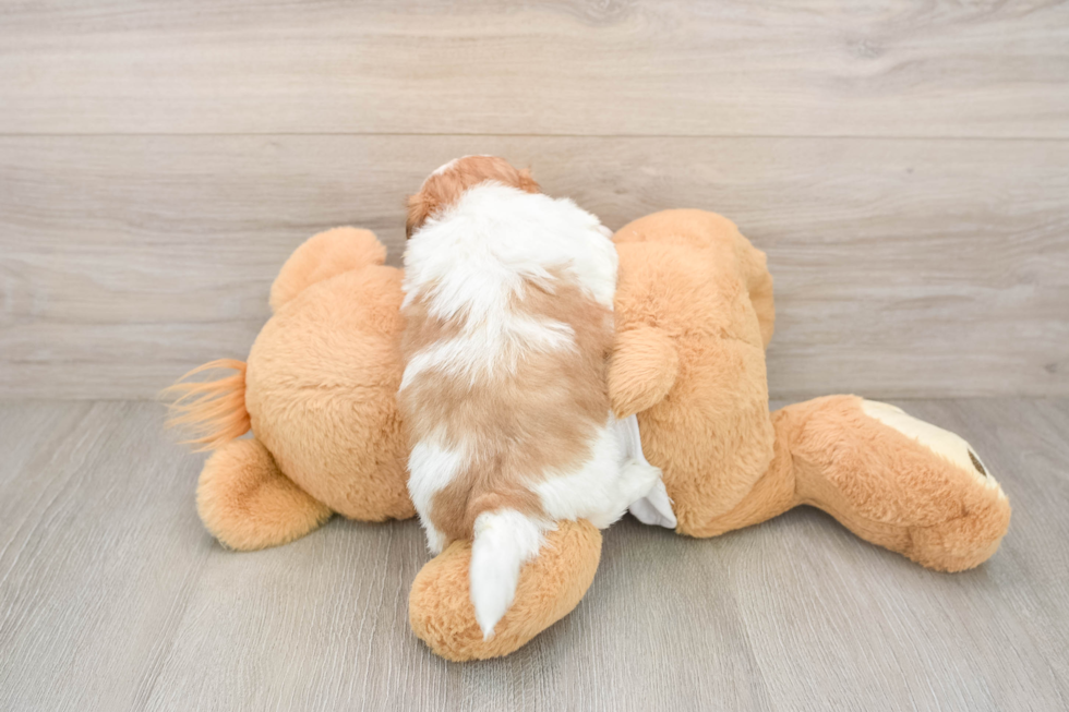 Teddy Bear Puppy for Adoption