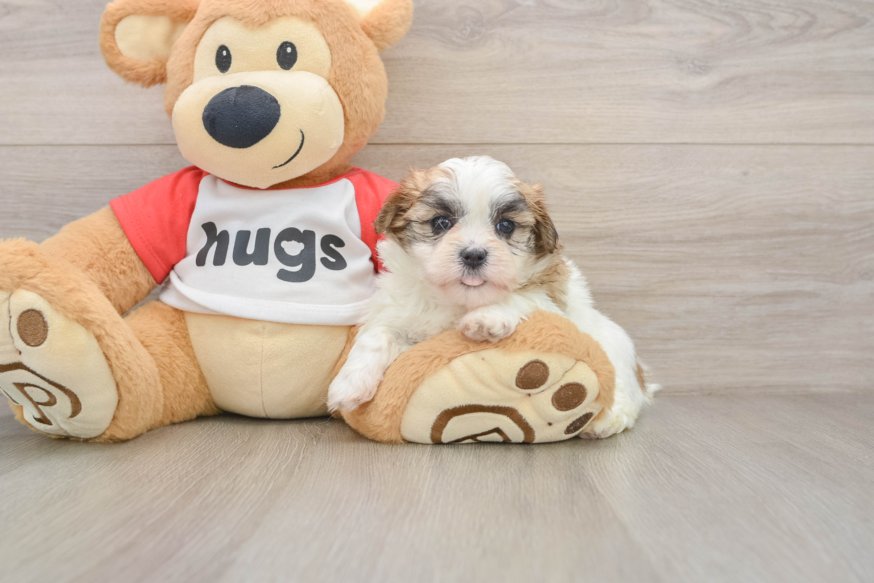 Teddy Bear Puppy for Adoption