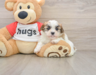 6 week old Teddy Bear Puppy For Sale - Pilesgrove Pups