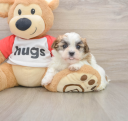 6 week old Teddy Bear Puppy For Sale - Pilesgrove Pups
