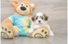 Popular Teddy Bear Designer Pup