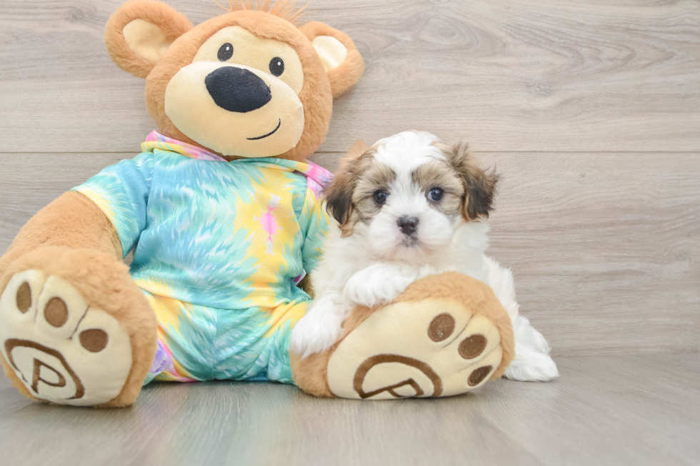 Popular Teddy Bear Designer Pup