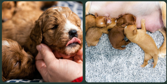 The Breeders Behind Pilesgrove Pups: Experience, Care & Standards 