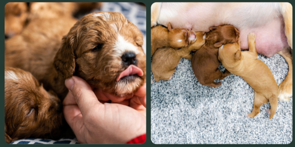 The Breeders Behind Pilesgrove Pups: Experience, Care & Standards 