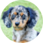 Mini Doxiedoodle Puppy For Sale - Pilesgrove Pups Mini Doxiedoodle Puppy For Sale - Pilesgrove Pups