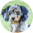 Mini Doxiedoodle Puppies For Sale - Pilesgrove Pups Mini Doxiedoodle Puppies For Sale - Pilesgrove Pups