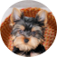 Yorkshire Terrier Puppy For Sale - Pilesgrove Pups Yorkshire Terrier Puppy For Sale - Pilesgrove Pups