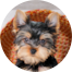 Yorkshire Terrier Puppies For Sale - Pilesgrove Pups Yorkshire Terrier Puppies For Sale - Pilesgrove Pups