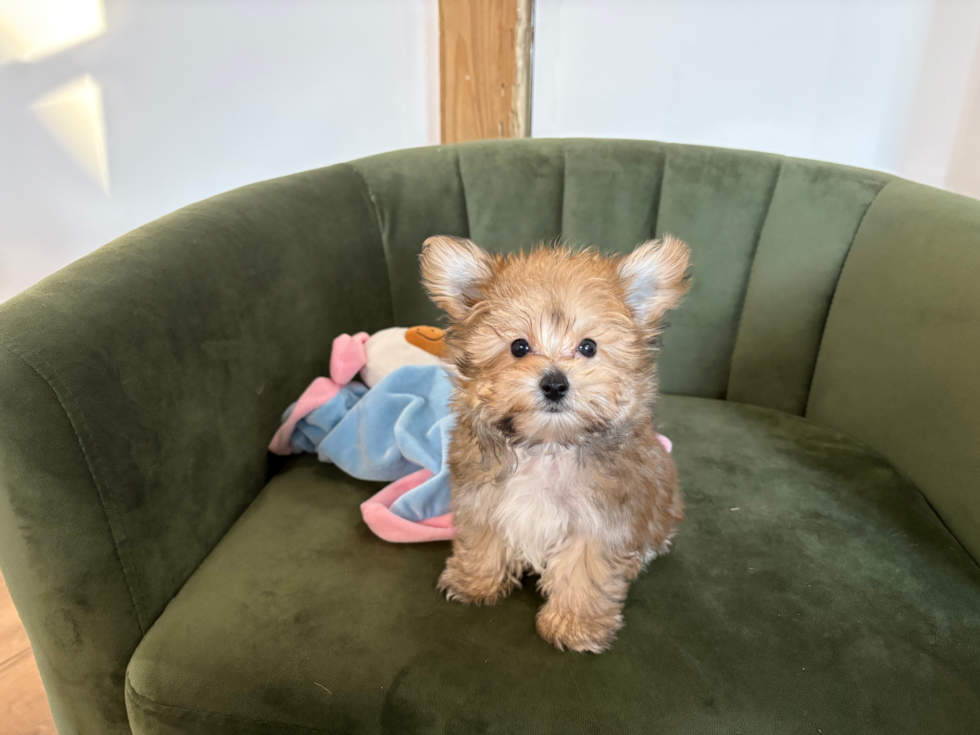 Cute Yorkie Chon Baby