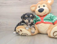 5 week old Yorkie Chon Puppy For Sale - Pilesgrove Pups