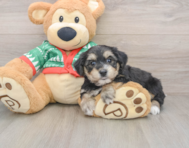 5 week old Yorkie Chon Puppy For Sale - Pilesgrove Pups