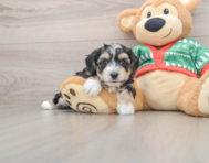 5 week old Yorkie Chon Puppy For Sale - Pilesgrove Pups