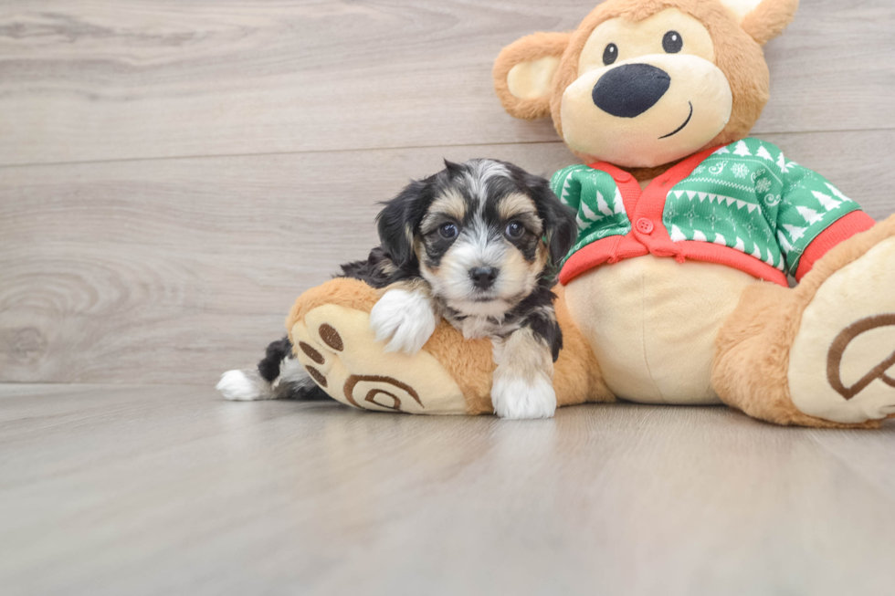 Best Yorkie Chon Baby