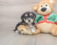 5 week old Yorkie Chon Puppy For Sale - Pilesgrove Pups