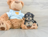 6 week old Yorkie Chon Puppy For Sale - Pilesgrove Pups