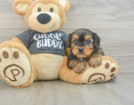 6 week old Yorkie Chon Puppy For Sale - Pilesgrove Pups