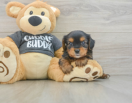 6 week old Yorkie Chon Puppy For Sale - Pilesgrove Pups