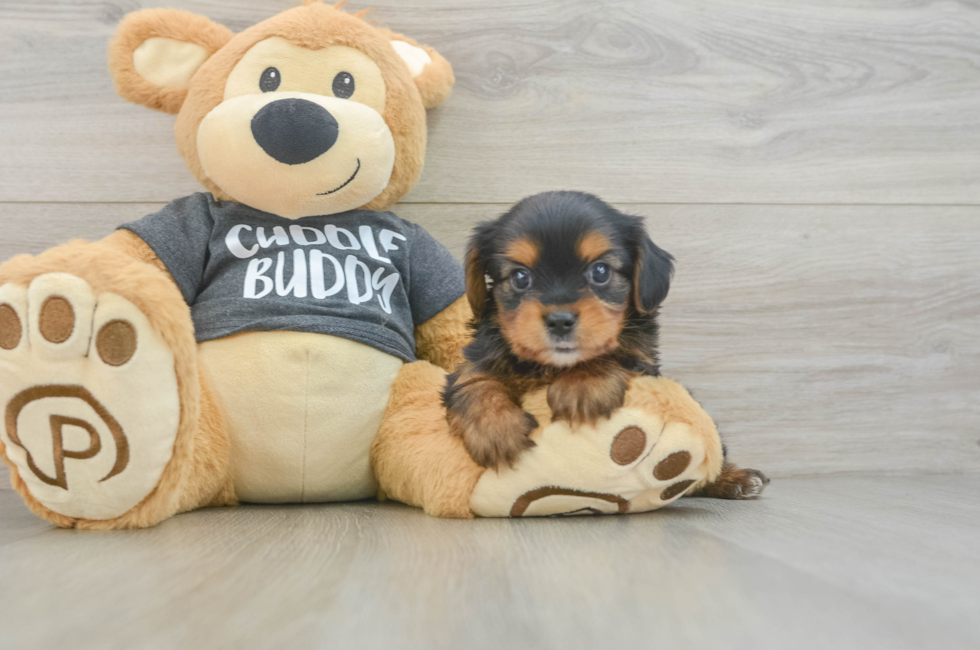 6 week old Yorkie Chon Puppy For Sale - Pilesgrove Pups