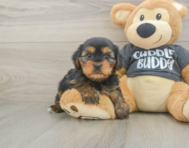 6 week old Yorkie Chon Puppy For Sale - Pilesgrove Pups